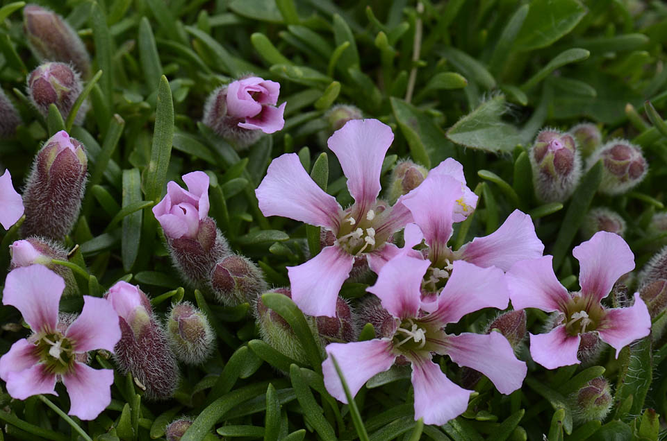 Saponaria pumila / Saponaria minore